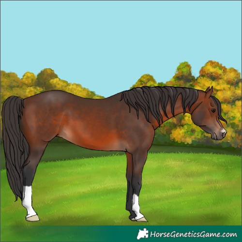 Horse Color:Brown 