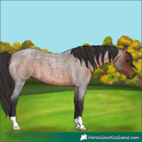 Horse Color:Brown Roan