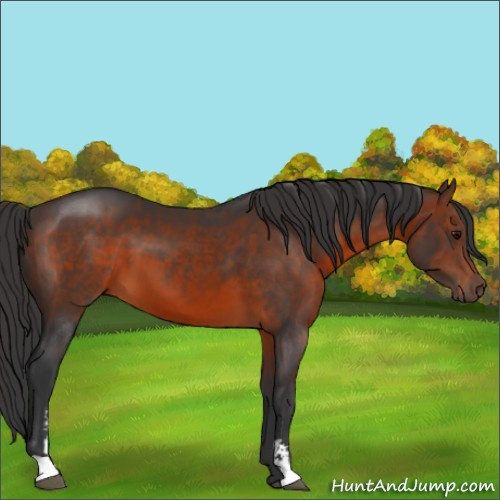 Horse Color:Brown Sabino