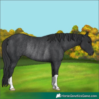 Horse Color:Black Rabicano 