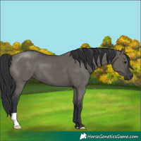 Horse Color:Grullo 