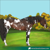 Horse Color:White Spotted Liver Chestnut Rabicano