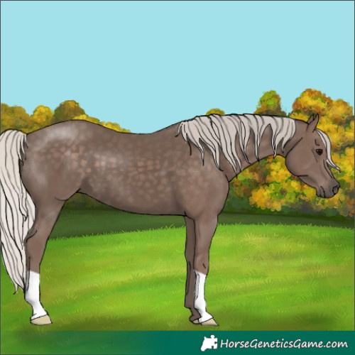 Horse Color:Silver Black 