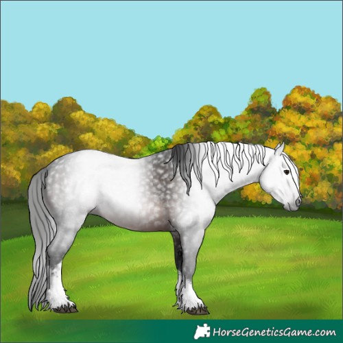 Horse Color:Gray White Spotted Brown