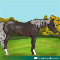 Horse Color:Silver Brown 