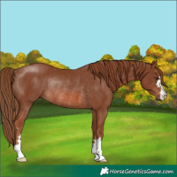 Horse Color:Chestnut Rabicano 