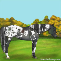 Horse Color:White Spotted Black Appaloosa 