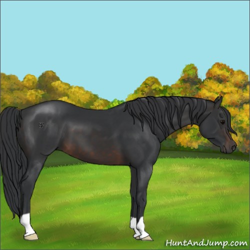 Horse Color:Brown 