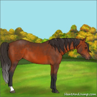 Horse Color:Bay 