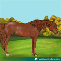 Horse Color:Chestnut Rabicano 