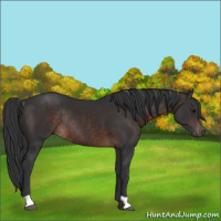 Horse Color:Brown Rabicano 