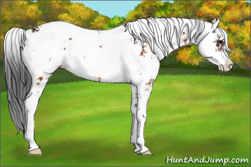 Horse Color:Bay Sabino 
