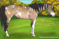 Horse Color:White Spotted Bay Dun Sabino Rabicano 