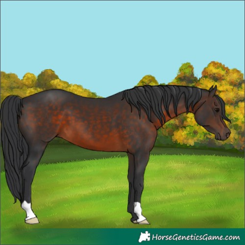 Horse Color:Brown 