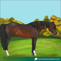 Horse Color:Brown 