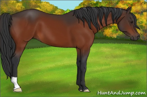 Horse Color:Brown 