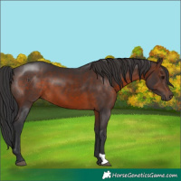 Horse Color:Brown 