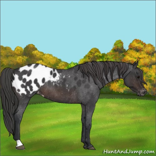 Horse Color:Brown Roan Appaloosa 