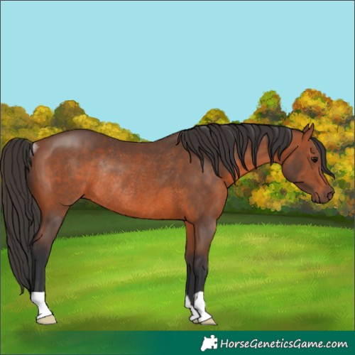 Horse Color:Bay Rabicano 