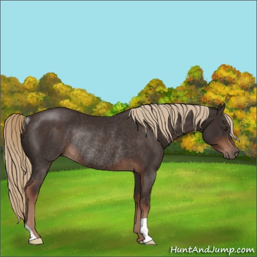 Horse Color:Liver Chestnut Rabicano 