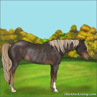 Horse Color:Liver Chestnut Rabicano