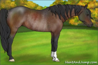Horse Color:Brown Rabicano 