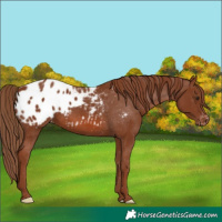 Horse Color:Chestnut Appaloosa 