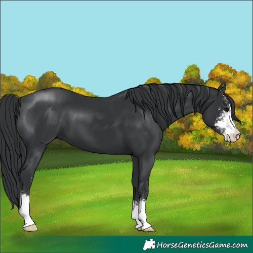 Horse Color:Black Sabino 