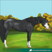 Horse Color:Black Sabino 