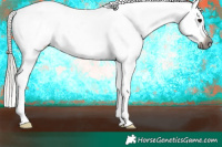 Horse Color:Gray Silver Black Near Leopard 