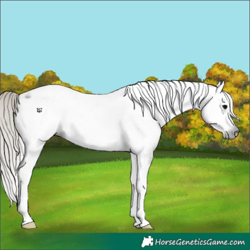 Horse Color:Gray Silver Black Tobiano Appaloosa 