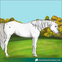 Horse Color:Gray Silver Black Tobiano Appaloosa 