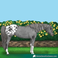 Horse Color:Black Tobiano Appaloosa 