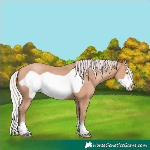 Horse Color:Silver Amber Champagne Frame 