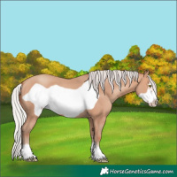 Horse Color:Silver Amber Champagne Frame 