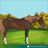 Horse Color:Liver Chestnut 