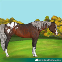 Horse Color:Silver Brown Appaloosa 