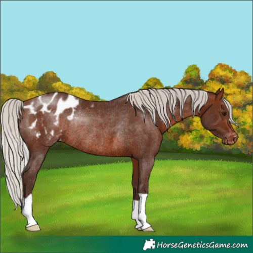 Horse Color:Silver Brown Appaloosa Rabicano 