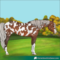 Horse Color:Silver Brown Near Leopard
