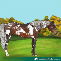 Horse Color:White Spotted Silver Brown 