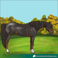 Horse Color:Liver Chestnut 