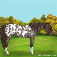 Horse Color:Liver Red Roan Appaloosa 
