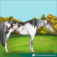 Horse Color:White Spotted Brown 