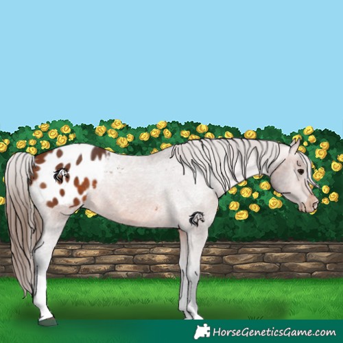 Horse Color:Bay Tobiano Appaloosa