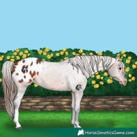 Horse Color:Bay Tobiano Appaloosa 