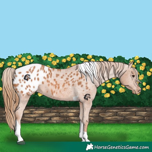Horse Color:Chestnut Tobiano Appaloosa