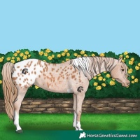 Horse Color:Chestnut Tobiano Appaloosa 