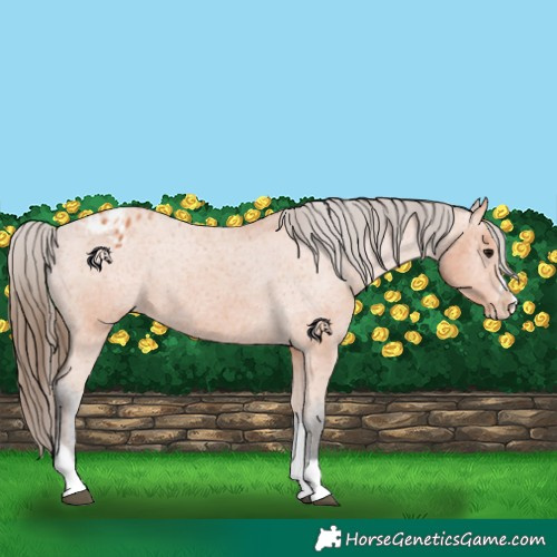 Horse Color:Bay Tobiano Frame Appaloosa 