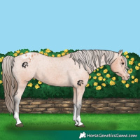 Horse Color:Bay Tobiano Frame Appaloosa 