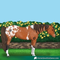 Horse Color:Bay Tobiano Appaloosa 